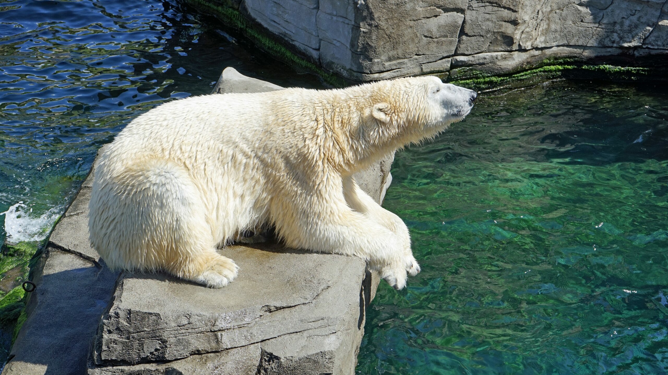 WWF* поддерживает охоту на белых медведей