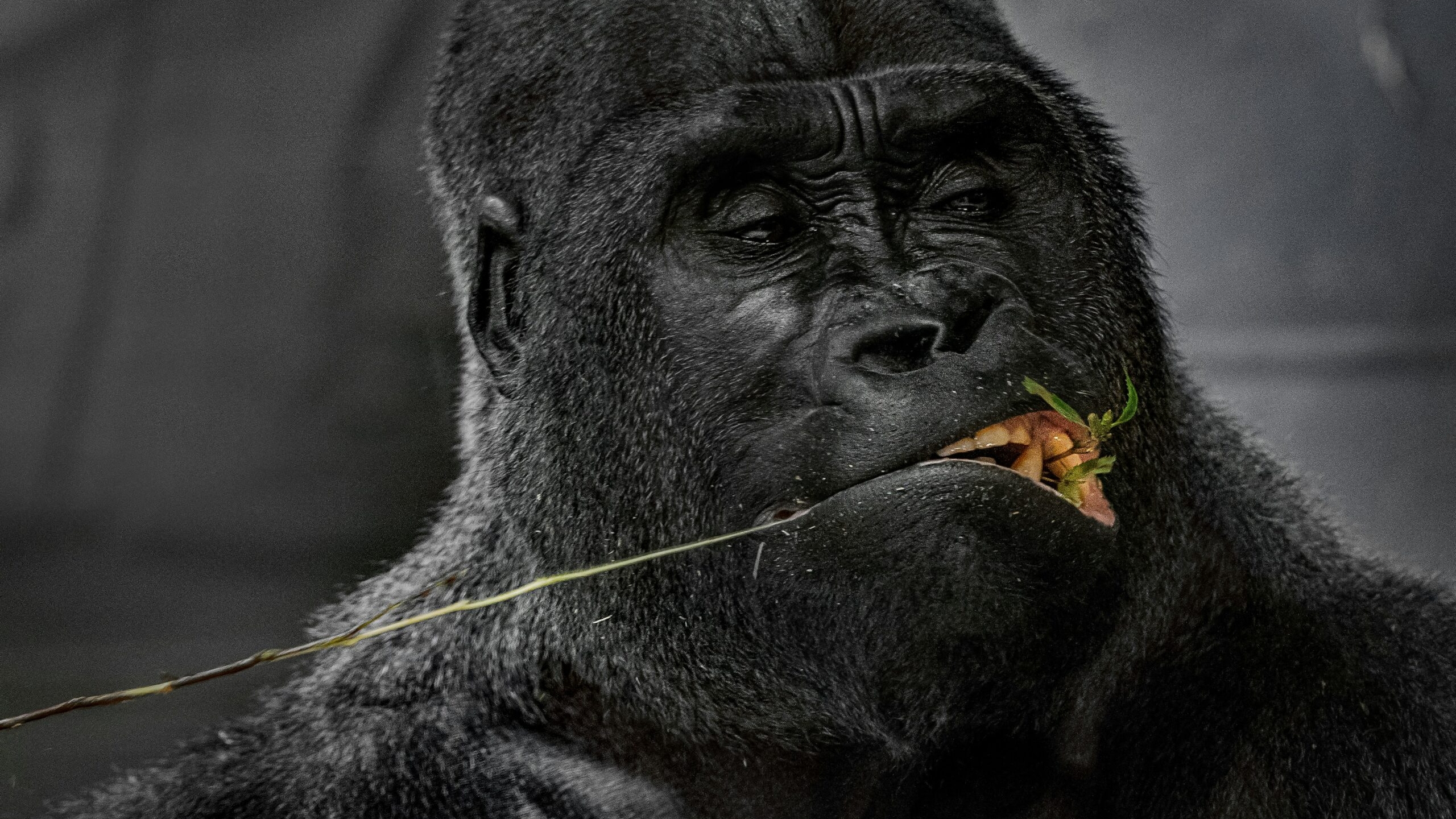 Следы древнейших родственников приматов нашли ученые на юге Северной Америки