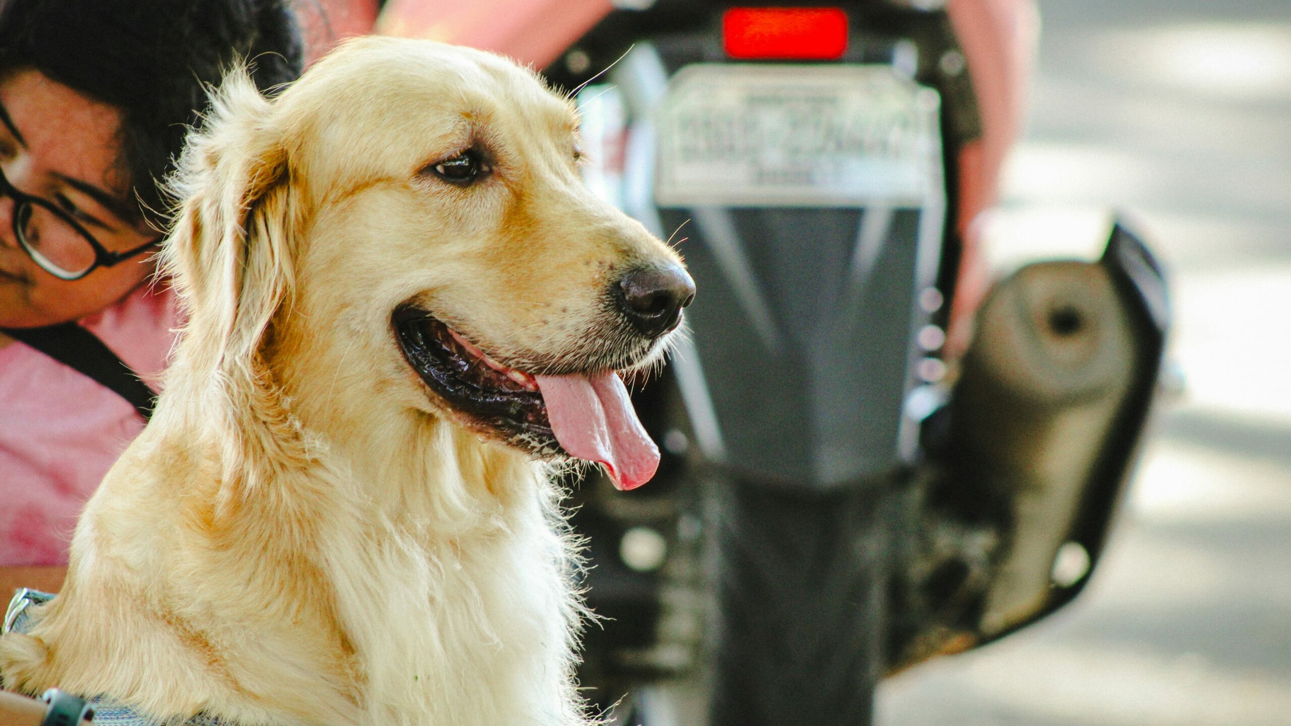 Генетики установили, как ретриверы наследуют черты поведения