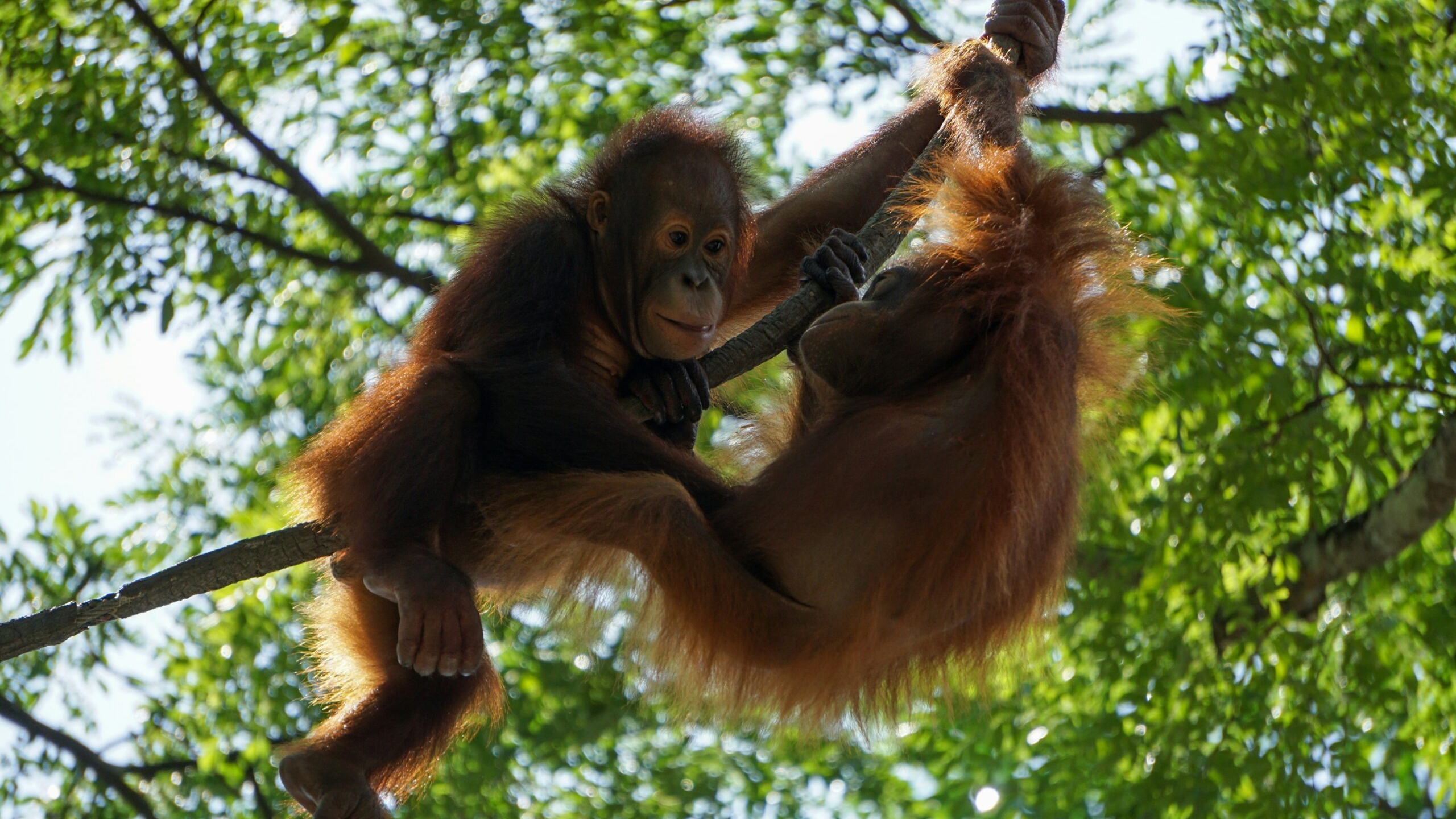 Наводнение в Индонезии поставило под угрозу выживание редчайших орангутанов
