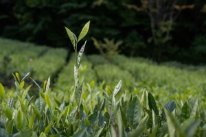 В России появилась генетическая карта устойчивости чая к холодам