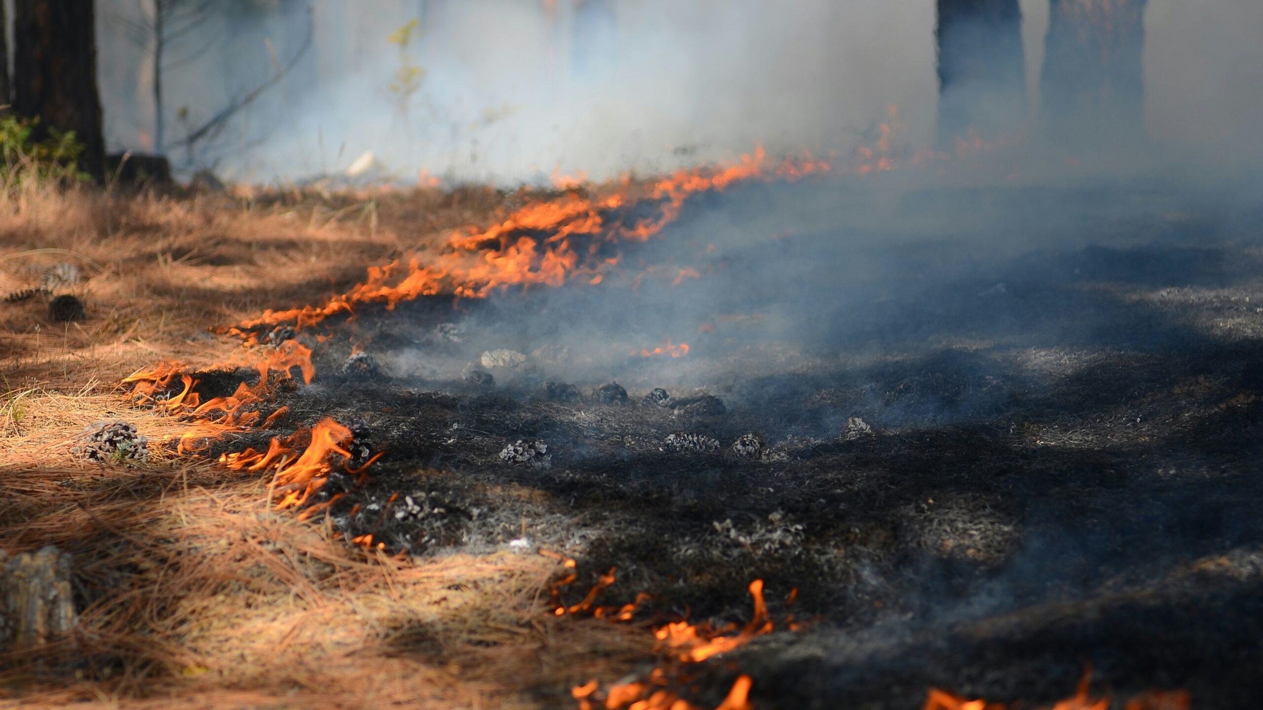 Ученые зафиксировали рекордную за 10 тысяч лет пожарную активность в Центральной Сибири