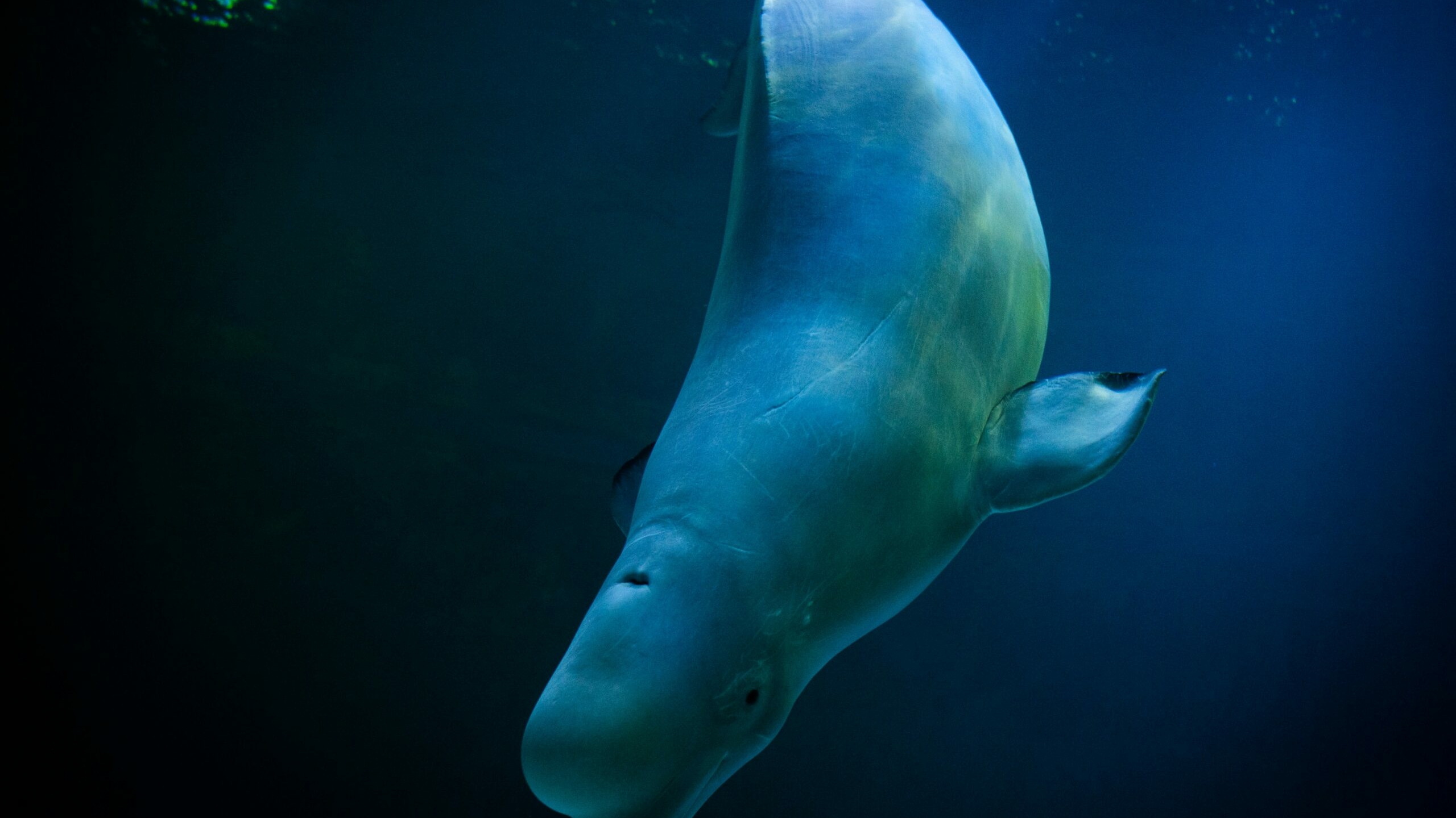 Белухи в Бристольском заливе меняют партнеров ради выживания