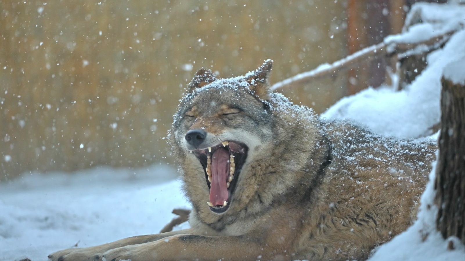 В желудке древнейшего волчонка нашли останки вымершего шерстистого носорога