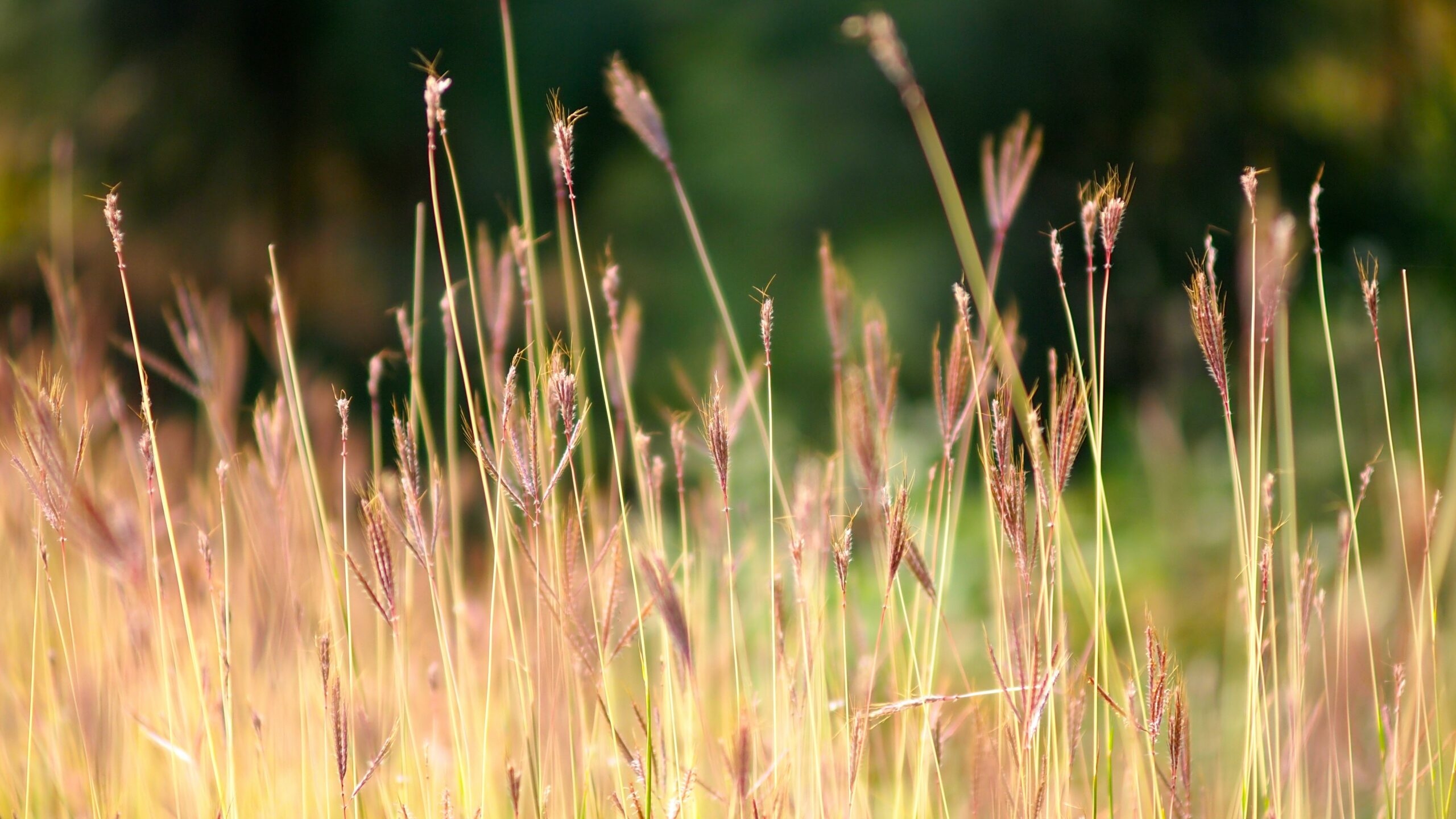 Темпы исчезновения лугов и болот в четыре раза превысили сокращение лесов