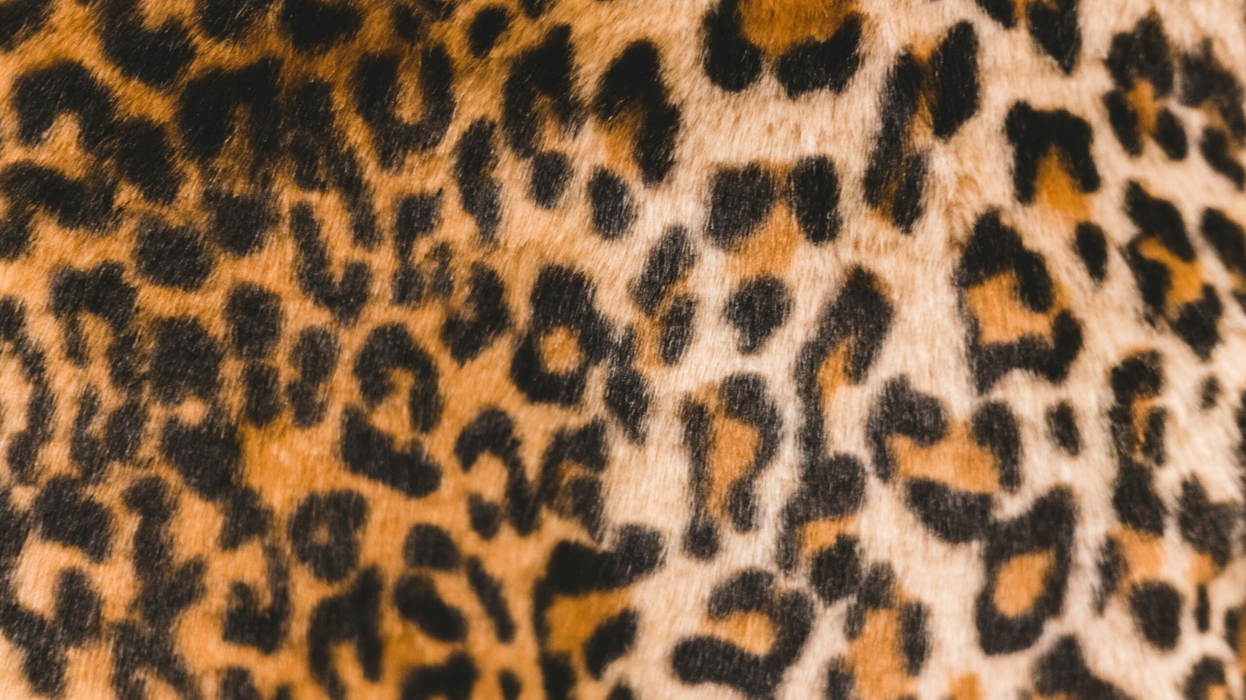 В горах Гондураса впервые за 10 лет заметили редкого ягуара