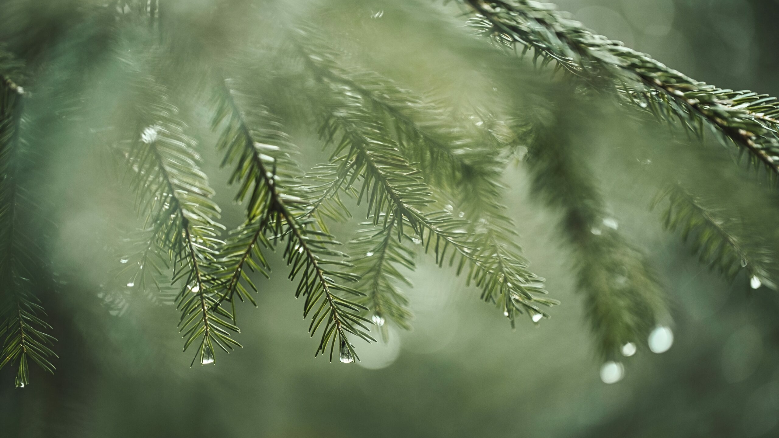 Ученые нашли способ делать лекарства из ели