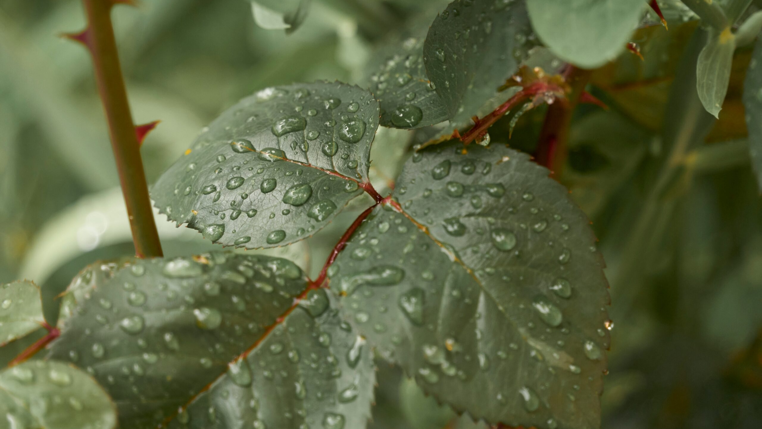 Ученые обнаружили у растений «слух»