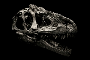 В Австралии идентифицировали череп времен ледникового периода