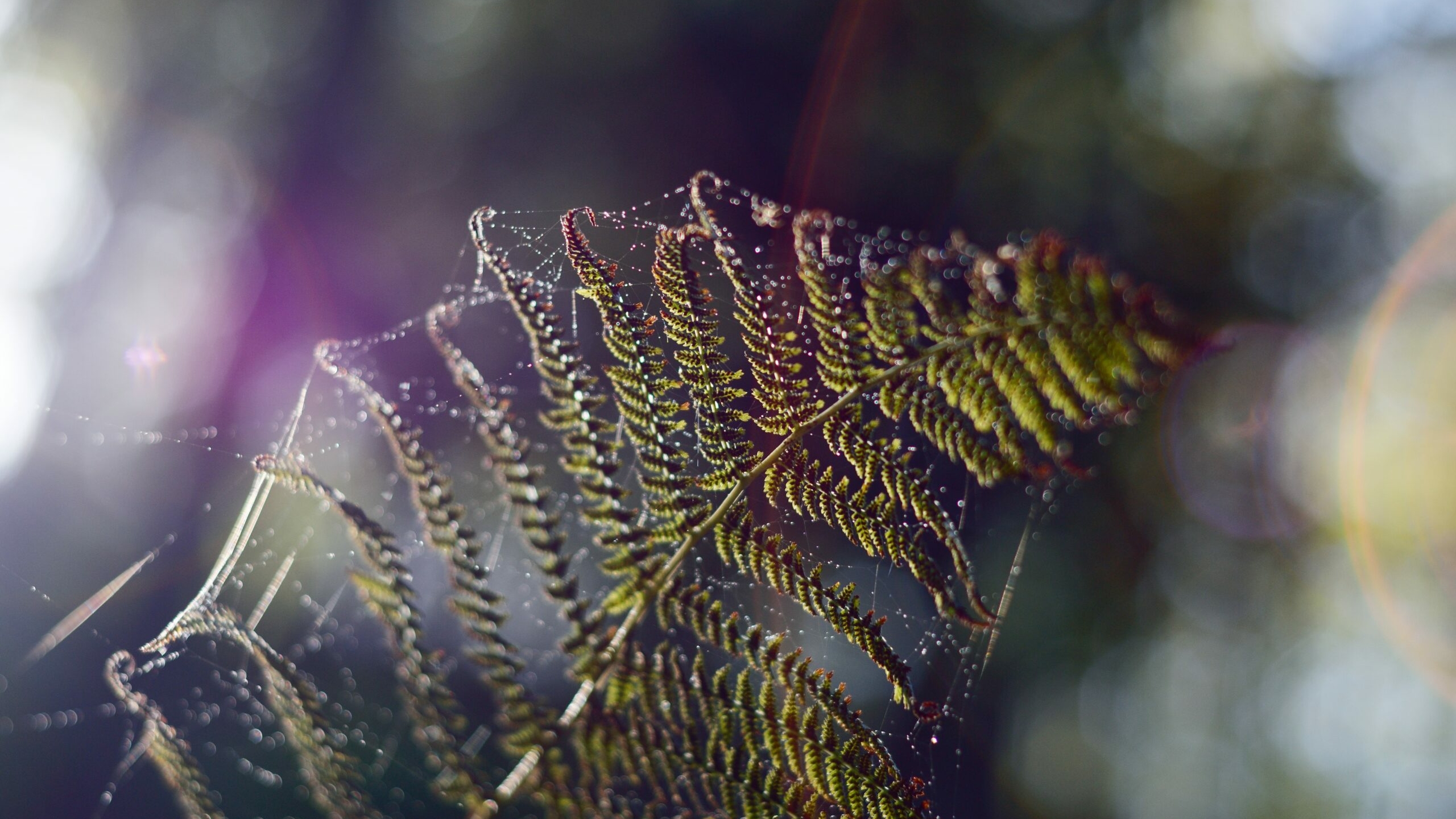 В Европе нашли заключенного в янтаре сенокосца возрастом в 35 млн лет