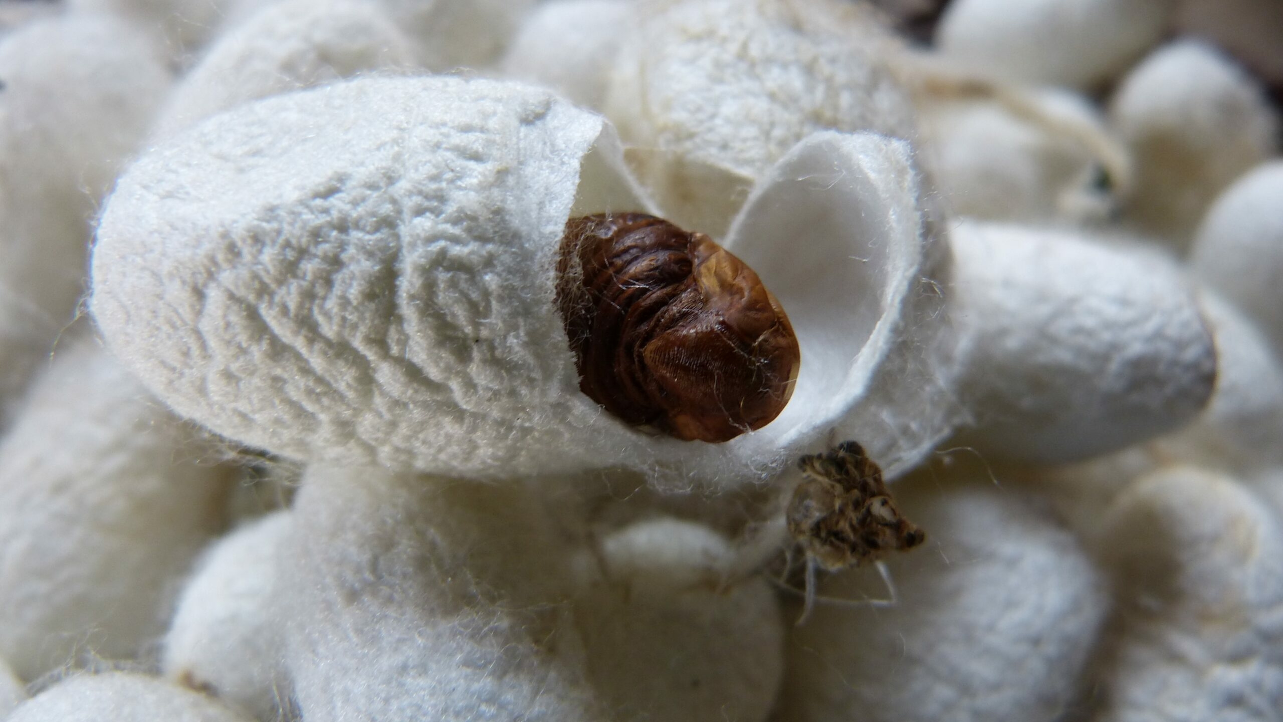 Археологи: в Узбекистане шелкопряда разводили задолго до шелкового пути